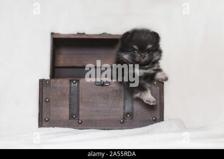Chiot Pomeranian in front of white background Banque D'Images