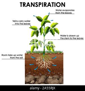 Schéma de l'usine de transpiration illustration Illustration de Vecteur