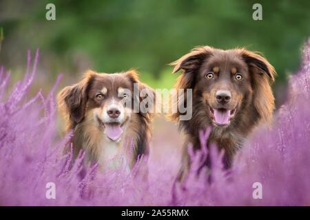 2 chiens Banque D'Images