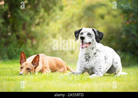 2 chiens Banque D'Images