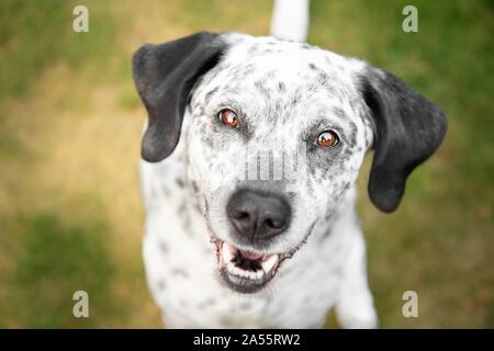 Border-Collie-Labrador-Retriever Portrait Banque D'Images