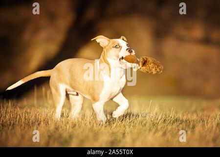 American Staffordshire Terrier Puppy Banque D'Images