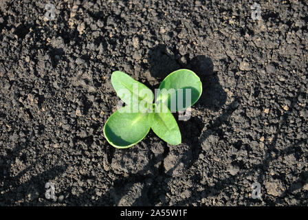 Le tournesol plante poussant dans la terre noire, l'agriculture biologique, Close up première feuilles arrondies, vue du dessus Banque D'Images