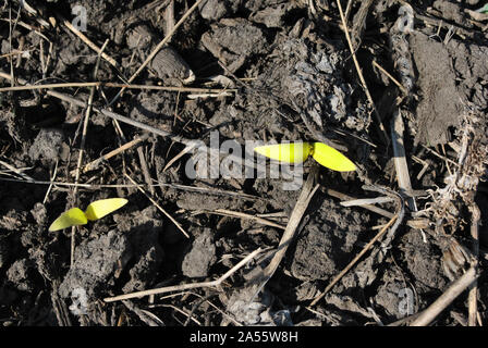 Deux petits tournesol plantes poussant dans la terre noire, l'agriculture biologique, Close up premières feuilles, vue du dessus Banque D'Images