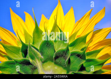Tournesols en fleurs fleurs plantes close up, back side view close up detail, ciel nuageux, Ukraine Banque D'Images