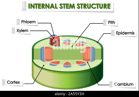 Schéma de structure de la tige interne illustration Illustration de Vecteur