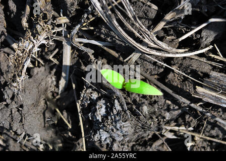 Petit tournesol plante poussant dans la terre noire, l'agriculture biologique, Close up premières feuilles, vue du dessus Banque D'Images