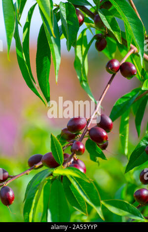 Petits fruits abricots mûrs sur rip au printemps de l'abricotier, de l'agriculture en Grèce Banque D'Images