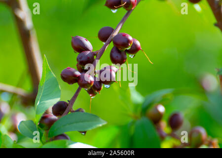 Petits fruits abricots mûrs sur rip au printemps de l'abricotier, de l'agriculture en Grèce Banque D'Images