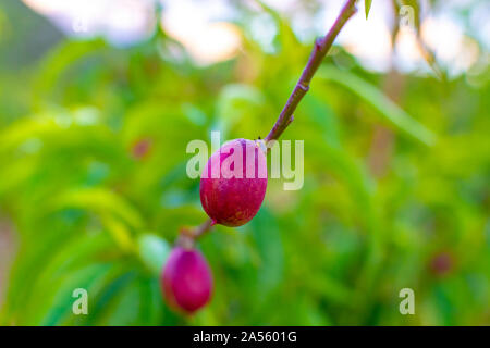 Petits fruits abricots mûrs sur rip au printemps de l'abricotier, de l'agriculture en Grèce Banque D'Images