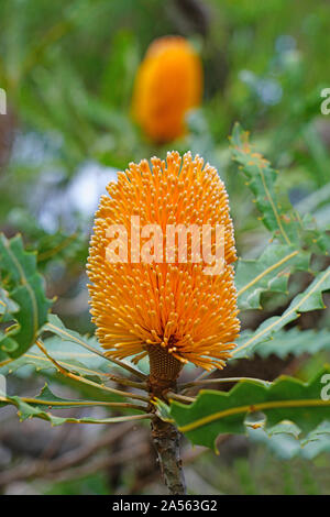 Fleur jaune de l'usine de Banksia, un arbre côtières en Australie Banque D'Images