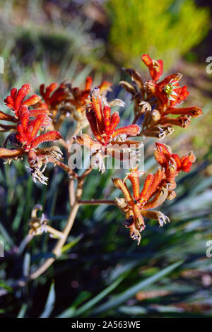 Vue d'une fédération de Kings Park rouge flamme fleur Anigozanthos Kangaroo Paw (rufus) en Australie Banque D'Images