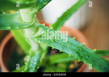 La figue verte feuille de l'aloe vera qui pousse les jeunes à partir de la casserole est couverte de gouttes de rosée qui scintillent dans la lumière. Banque D'Images