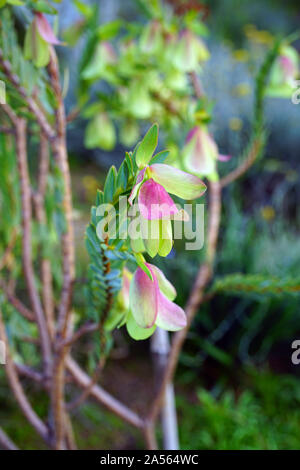 Vue d'une plante (Bell Qualup Pimelea physodes) en Australie Banque D'Images