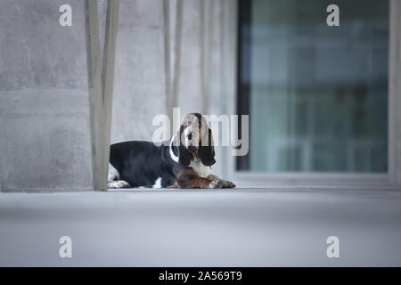 Lying basset hound Banque D'Images