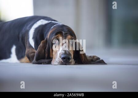 Lying basset hound Banque D'Images