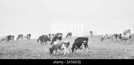 Les vaches qui paissent dans le brouillard au petit matin. Banque D'Images