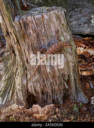 Fence lizard on tree stump Banque D'Images