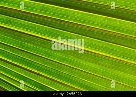Face inférieure de la feuille de palmier. Banque D'Images