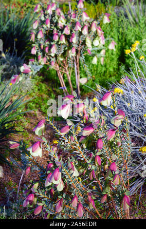 Vue d'une plante (Bell Qualup Pimelea physodes) en Australie Banque D'Images