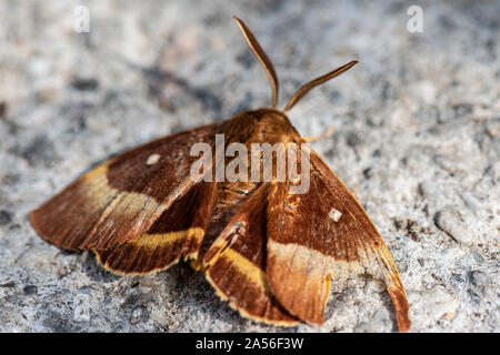 Un chêne eggar moth (Lasiocampa quercus) avec une aile endommagée Banque D'Images