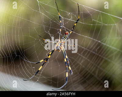 Une Nephila clavata, un type d'orb weaver spider originaire du Japon où elle est appelée-joro joro gumo ou spider, attend dans son site web de proies. Banque D'Images