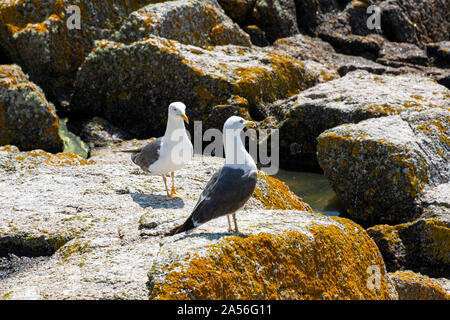 Un grand guette à dos noir (Larus marinus) et un petit guette à dos noir (Larus fuscus) sur les rochers Banque D'Images