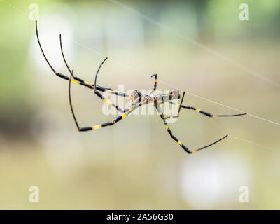 Une Nephila clavata, un type d'orb weaver spider originaire du Japon où elle est appelée-joro joro gumo ou spider, attend dans son site web de proies. Banque D'Images