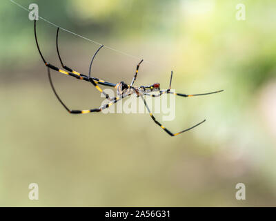 Une Nephila clavata, un type d'orb weaver spider originaire du Japon où elle est appelée-joro joro gumo ou spider, attend dans son site web de proies. Banque D'Images