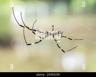 Une Nephila clavata, un type d'orb weaver spider originaire du Japon où elle est appelée-joro joro gumo ou spider, attend dans son site web de proies. Banque D'Images