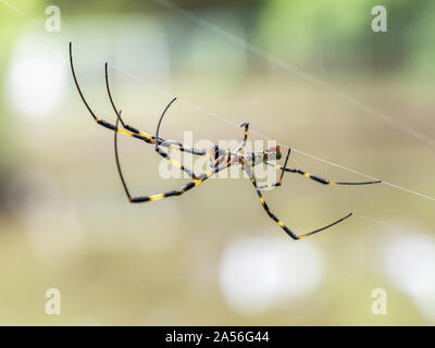 Une Nephila clavata, un type d'orb weaver spider originaire du Japon où elle est appelée-joro joro gumo ou spider, attend dans son site web de proies. Banque D'Images