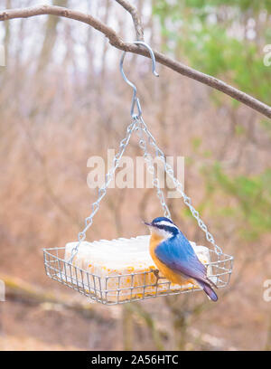 Sitelle à poitrine visiter un suet d'alimentation. Banque D'Images