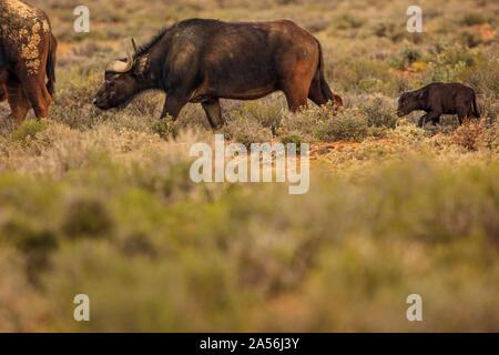 Des buffles et des veaux qui paissent dans la réserve naturelle, la rivière Touws, Western Cape, Afrique du Sud Banque D'Images