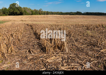 Champ de sorgho ou de mil après la récolte des plantes visibles avec la réutilisation et un sol fertile. Banque D'Images