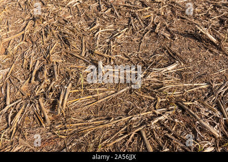 Texture de fond du mil ou du sorgho close-up après la récolte des plantes visibles avec la réutilisation et un sol fertile. Banque D'Images