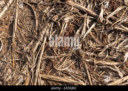 Texture de fond du mil ou du sorgho close-up après la récolte des plantes visibles avec la réutilisation et un sol fertile. Banque D'Images