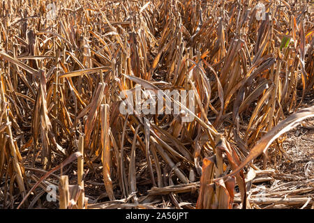 Champ de sorgho ou de mil après la récolte des plantes visibles avec la réutilisation et un sol fertile. Banque D'Images