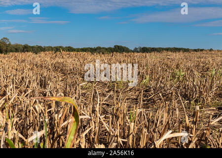 Champ de sorgho ou de mil après la récolte des plantes visibles avec la réutilisation et un sol fertile. Banque D'Images