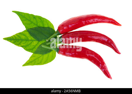 Close up red hot chili pepper épi à fond blanc Banque D'Images