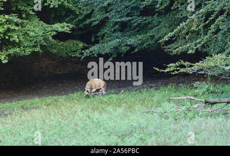 Deer stag en période d'accouplement est roulant dans la boue sur un pré Banque D'Images