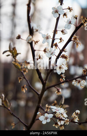 Fleurs blanches, petites branches, 2018 Banque D'Images