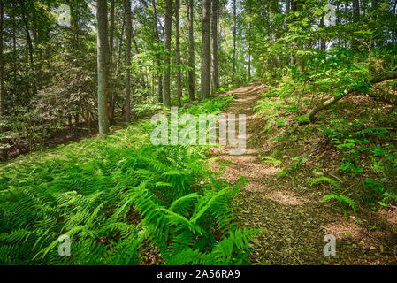 Bien que le sentier de randonnée de la forêt. Banque D'Images