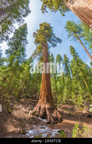 Arbre Séquoia géant. Banque D'Images