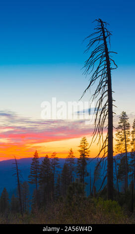 Arbre mort au coucher du soleil. Banque D'Images