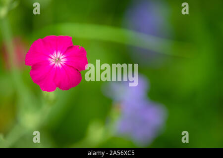 Silene coronaria fleur vibrante selective focus sur fond naturel vert Banque D'Images