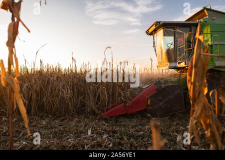 La récolte du maïs de la moissonneuse-batteuse sur le champ dans le coucher du soleil. Banque D'Images
