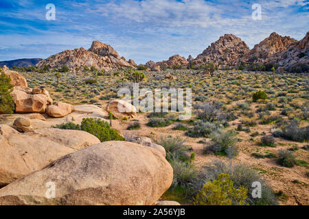 Joshua Trees avec rock formations à Joshua Tree National Park. Banque D'Images