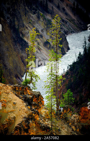 Close up veiw de deux pins avec le Yellowstne River dans l'arrière-plan au Parc National de Yellowstone, Wyoming, USA. Banque D'Images