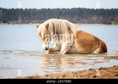 Cheval Haflinger couché Banque D'Images