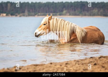 Cheval Haflinger couché Banque D'Images